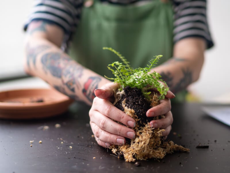 DIY kokedama making